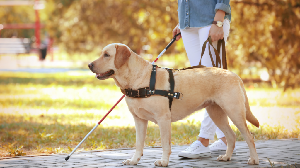 Guide dog helping a woman at a park